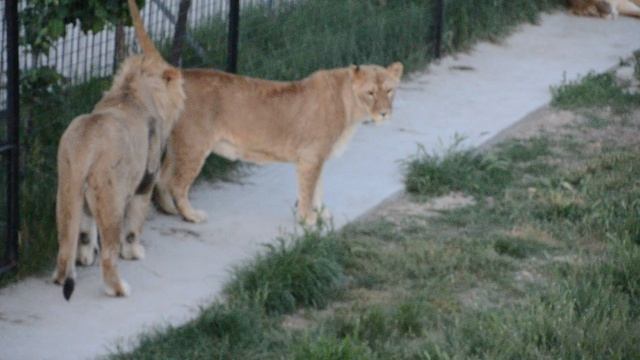 Сафари Парк львов Тайган смотреть онлайн