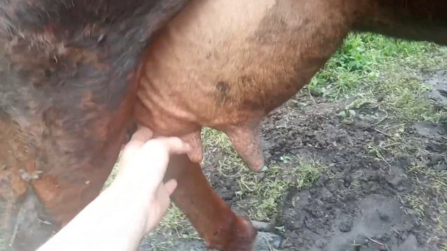 жду второй отёл коровы. смотреть онлайн