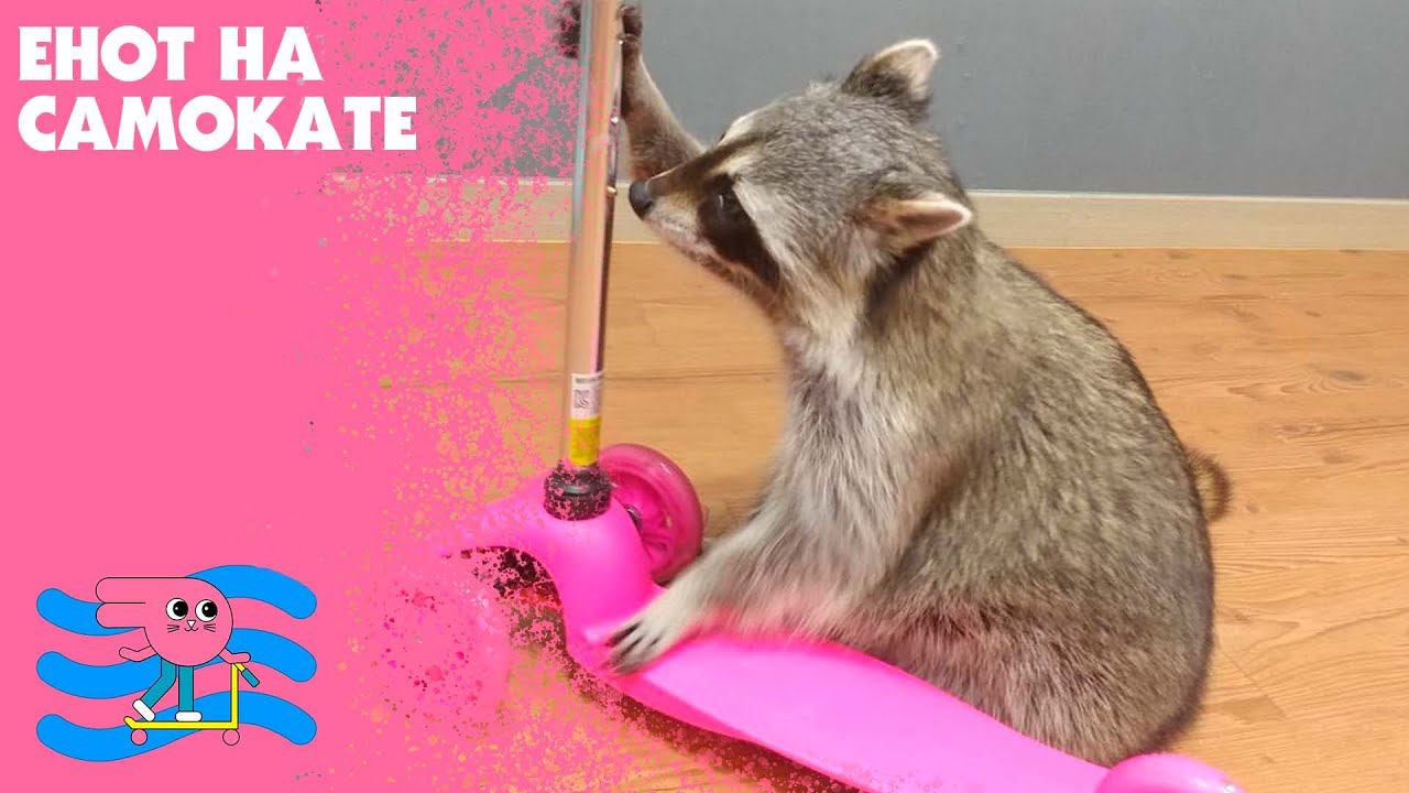 Енот в семейном скейт-парке Bunny Hop смотреть онлайн