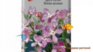 Маттиола двурогий Двурогая Лилово-розовая ? обзор: как сажать, семена маттиолы