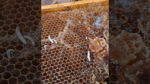 восковая моль смотреть онлайн