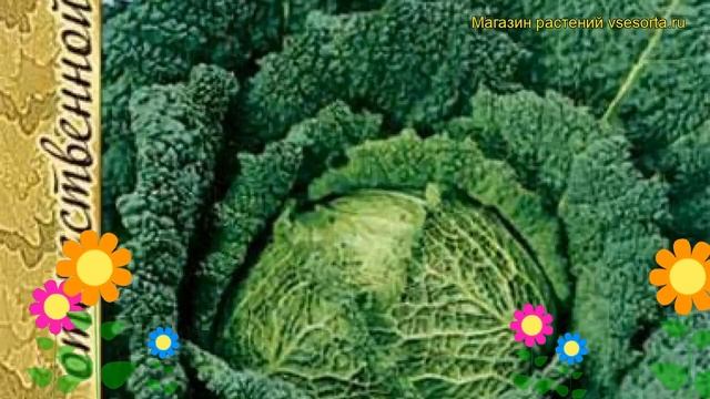 Капуста савойская Вертю 1340. Краткий обзор, описание характеристик, где купить семена Vertyu 1340 смотреть онлайн