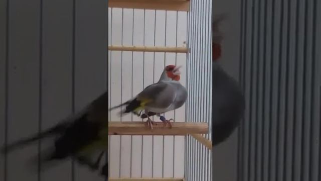 Щегол седоголовый. (Goldfinch) смотреть онлайн