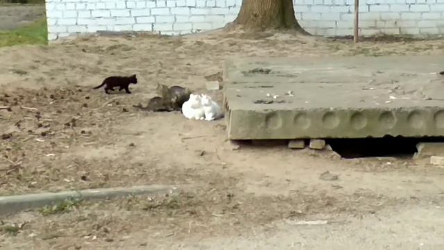 Спасённый ёжик/Котята/Апрель в Беларуси.