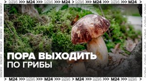 «Актуальный репортаж»: сезон летних грибов начался в Подмосквовье - Москва 24