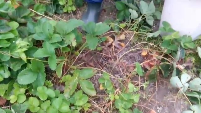 Садовая земляника ( клубника). Готовим к новому сезону