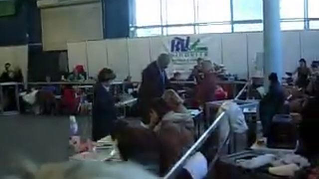 Кишенев,шотландские терьеры,кобели сравнение.MOV смотреть онлайн