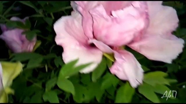 Как цветёт древовидный пион. смотреть онлайн