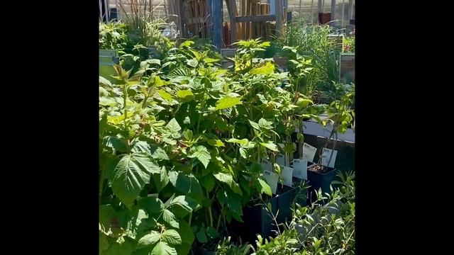 Haslach. Германия. Садовый центр смотреть онлайн