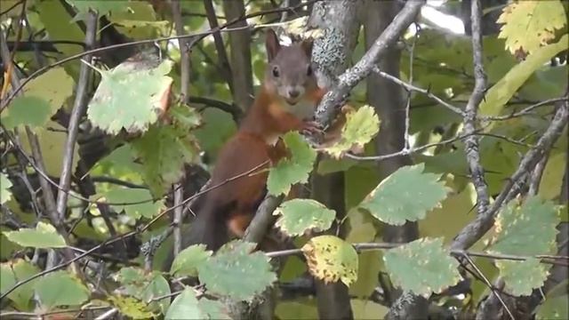 Как очаровательна белочка с орехом во рту на усадьбе в деревне Закатово! смотреть онлайн