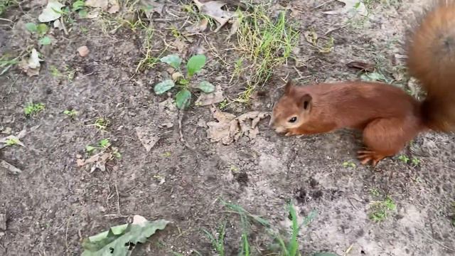 Белка с шикарным хвостом хрустит фундуком. A squirrel with a gorgeous tail crunches with hazelnuts. смотреть онлайн