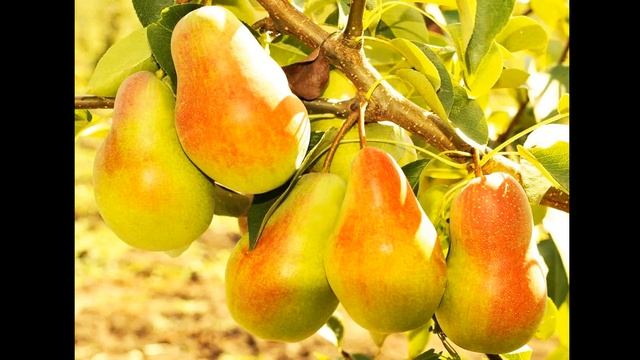 Груша красавица смотреть онлайн