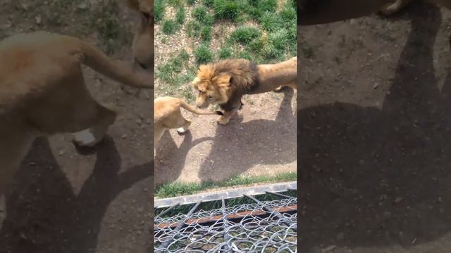 Сафари парк Тайган Крым смотреть онлайн