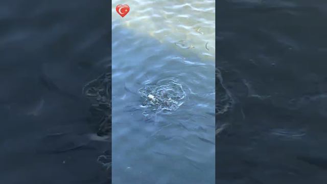 ресторан на море | кормим рыбу чаек и уток|Турция|turkey [1] смотреть онлайн