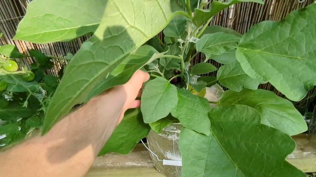 Гидропонный огород. Томаты, перцы, баклажаны и зелень. Конец июля смотреть онлайн