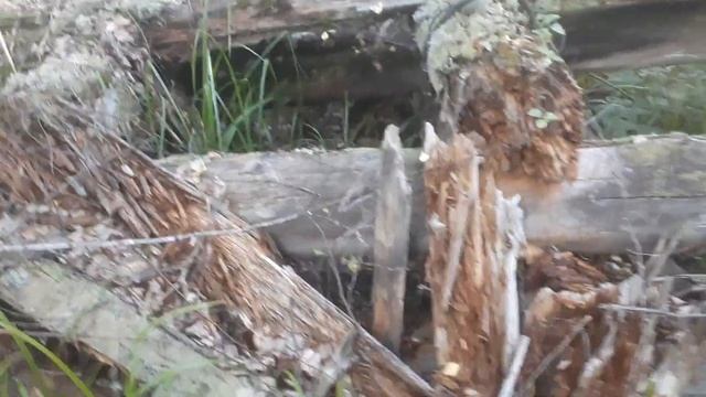 Лесопоселок, много вязанки 220кг смотреть онлайн