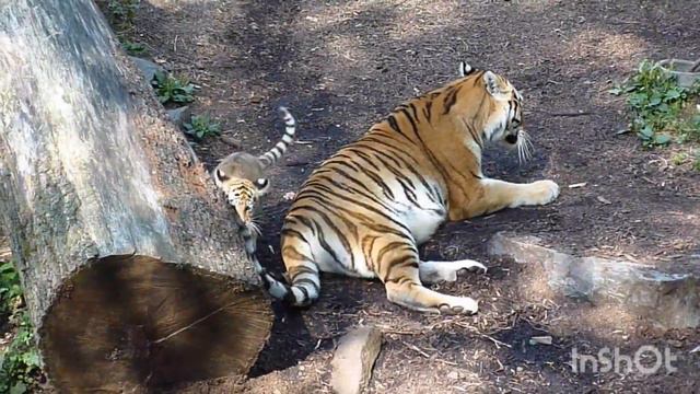 С Наступающим Годом Тигра 🐯🎄