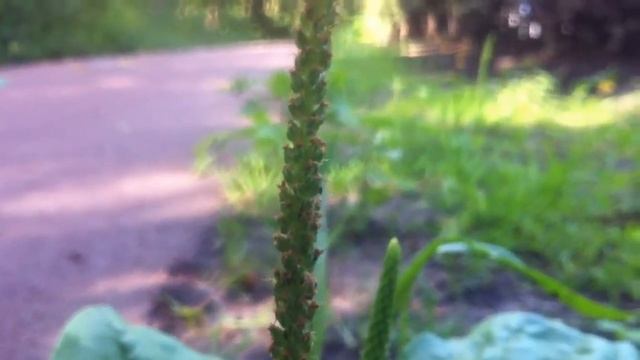 Greater Broadleaf Plantain (Plantago Major subsp. Major) - 2012-07-15 смотреть онлайн