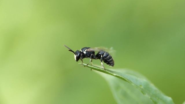 Hylaeus signatus ♂ (Colletidae-Hymenoptera) butine sur reseda смотреть онлайн