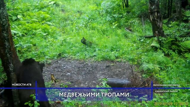 В Байкальском заповеднике свободно обитают 60 бурых медведей смотреть онлайн
