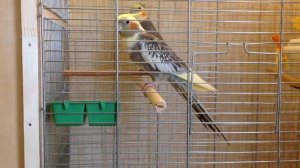 4/4 Период размножения корелл. Как попугай ухаживает за самочкой попугая. Спаривание