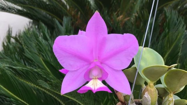 Cattleya nobilior tipo "Supremacia" TE смотреть онлайн