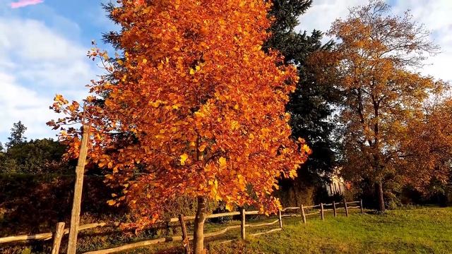 Осень и Саксофон Красивая музыка для души Андрей Обидин#autumn#saxophone#beautifulmusic#nature# смотреть онлайн