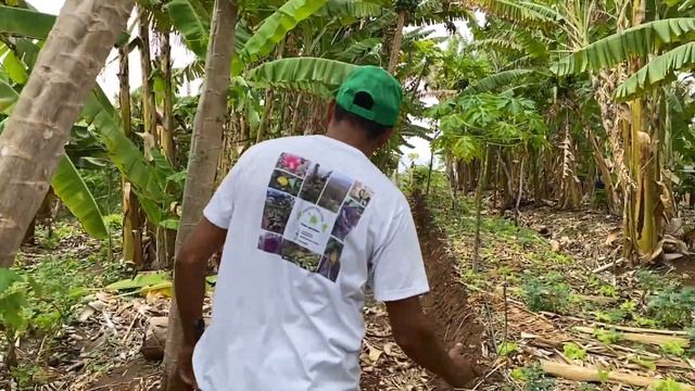 SITIO ALTAMENTE PRODUTIVO NO INTERIOR DA BAHIA (Miguel Calmon) смотреть онлайн
