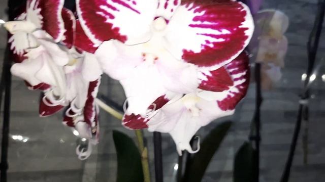 ПОКУПКИ ОРХИДЕЙ ДЛЯ ПОДПИСЧИКОВ/08.06.23/ смотреть онлайн