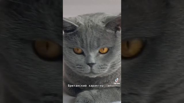 Я есть у себя или характер британского кота #shorts смотреть онлайн