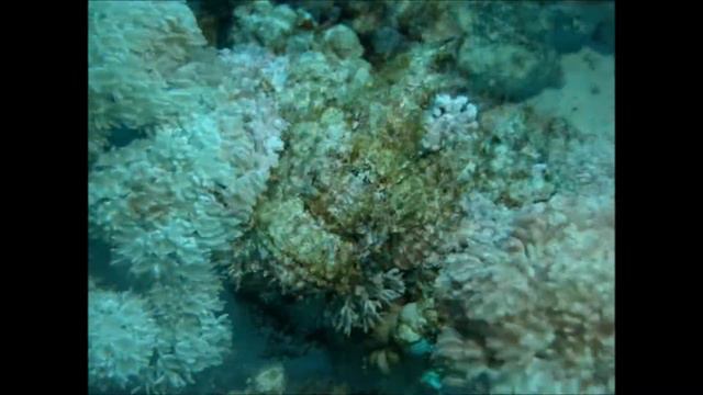 Prima Life Makadi Bay Snorkeling & Diving with Ocean Dive смотреть онлайн