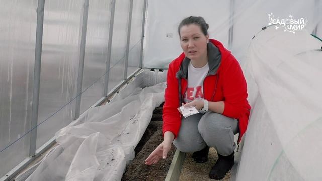 Когда сеять редиску | Правила посадки редиса в теплицу  ранней весной