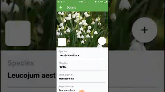 PlantSnap identifies a Summer Snowflake (Leucojum aestivum) смотреть онлайн