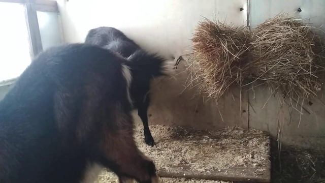Сколько нужно сена козе, на день. смотреть онлайн