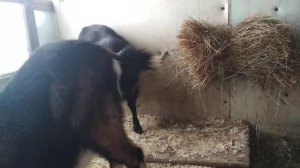 Сколько нужно сена козе, на день.