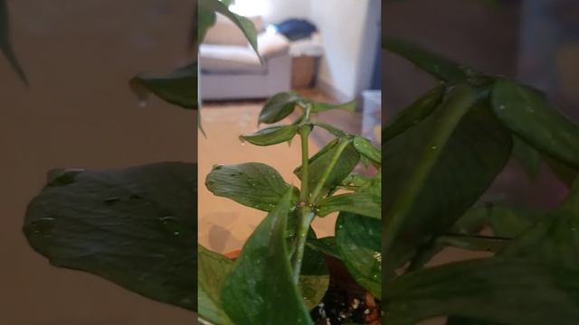 Plants Equalls Happiness ?Hoya Polyneura Broget смотреть онлайн