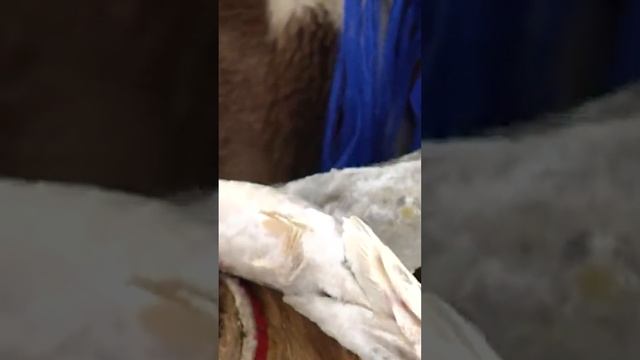 Жизнь и быт оленеводов кочевников Крайнего Севера смотреть онлайн