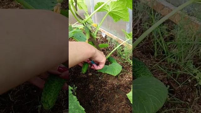 Первые огурцы! Хрустик корнишон. 05.06.2022 г. смотреть онлайн