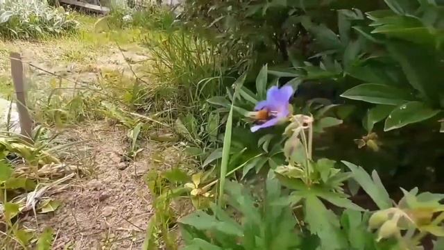 Посевной календарь на Апрель-Май 2023 года. Для Приволжского округа, Урала и Западной Сибири. смотреть онлайн