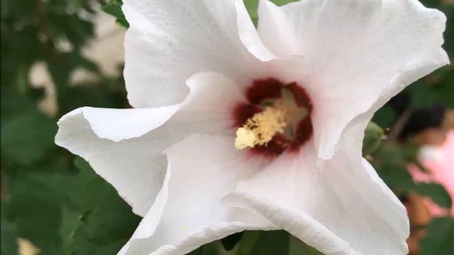 Beyond the Sunset | Harmonica Hymns | смотреть онлайн