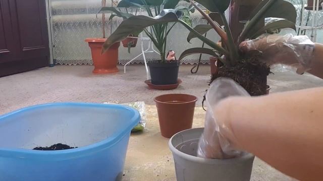 Дом в цветах// Комнатные цветы// Пересаживаю новый филодендрон. смотреть онлайн