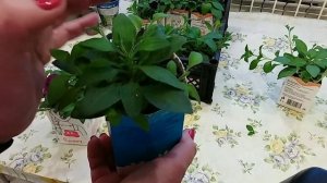 ФОРМИРУЕМ ампельную петунию. Первая ПРИЩИПКА