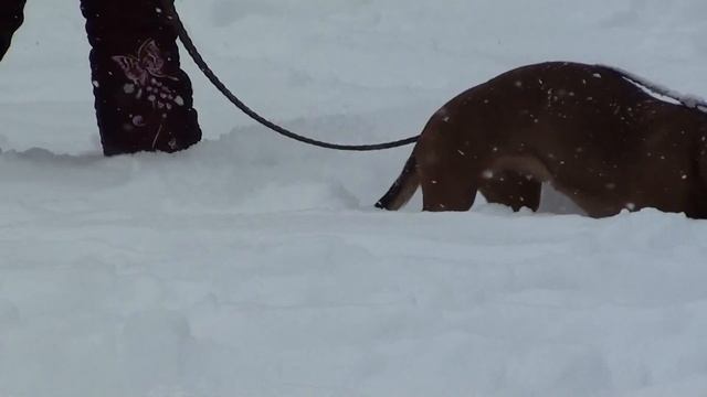 зима + такса смотреть онлайн