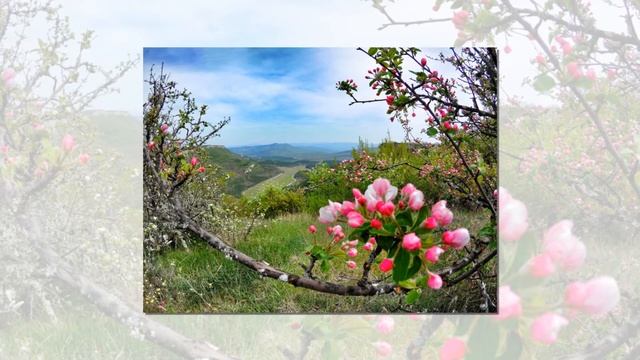 Светлана Нагородная Пение Ангелов - Гармонизация настроения! смотреть онлайн