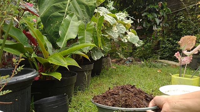 TIPS MENGAMBIL BABY KELADI WAYANG|CARA MEMBONGKAR POT TANAMAN KELADI CALLADIUM HIAS|KELADI WAYANG смотреть онлайн