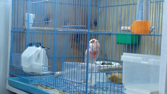 Кенар сатинет красный мозаик 26.02.2015 смотреть онлайн