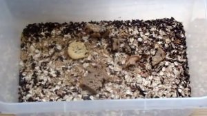 Жук Знахарь . Кормление и разведение. Чернотелка.