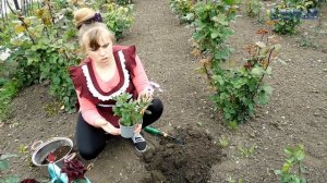 Ромашка однолетняя посадка уход полив подкормка виды размножение. Все о ромашке.