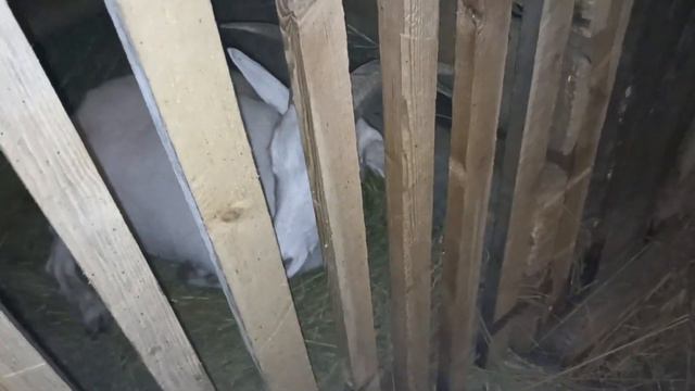 Ладушка покрыта//Рикотта по просьбе зрителей. смотреть онлайн