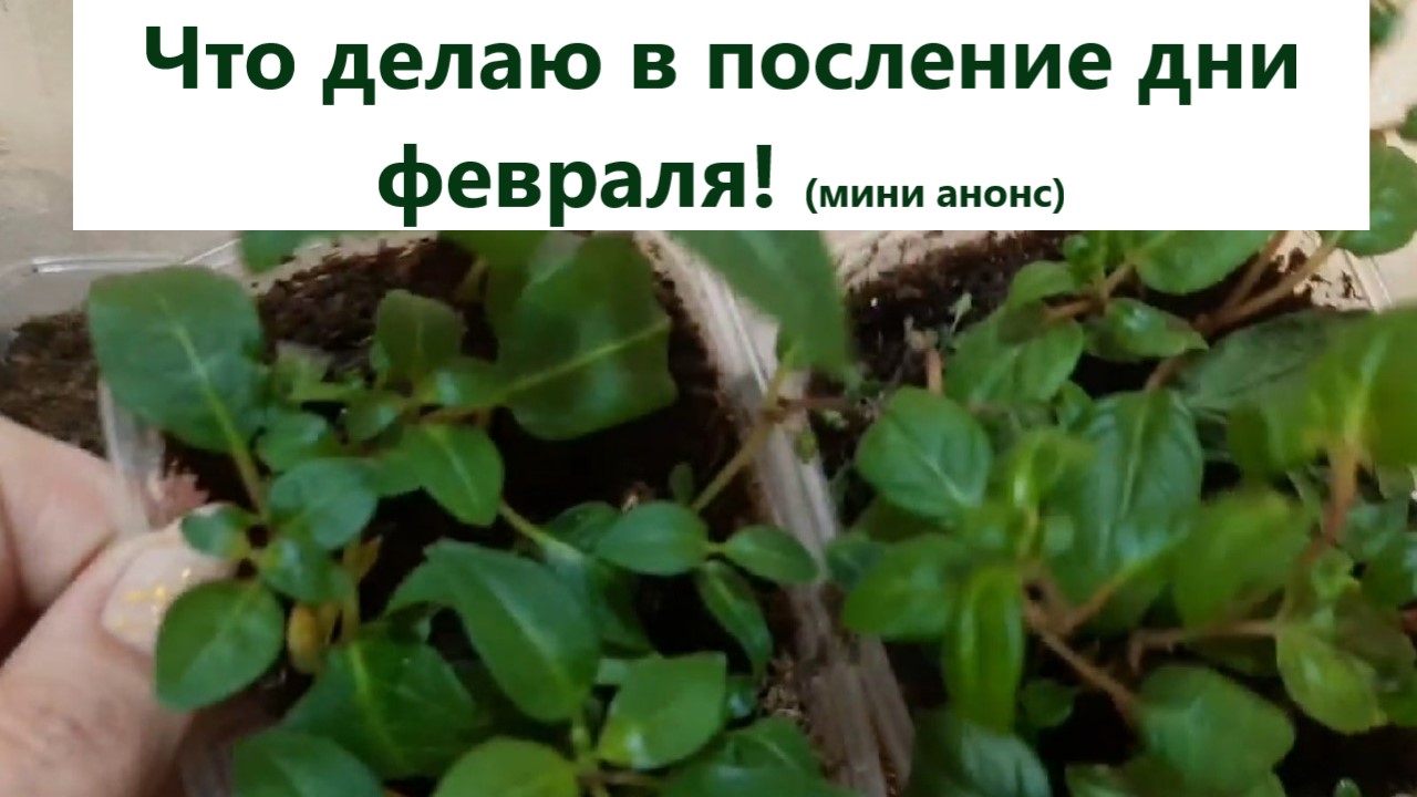 Что делаю в последние дни февраля. Провожу посевы каких цветов и злаков и овощей. смотреть онлайн